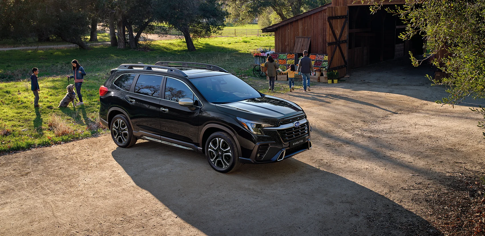 Evoltis característica